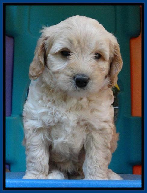 Sandy Blaze pups 6 wks old 21