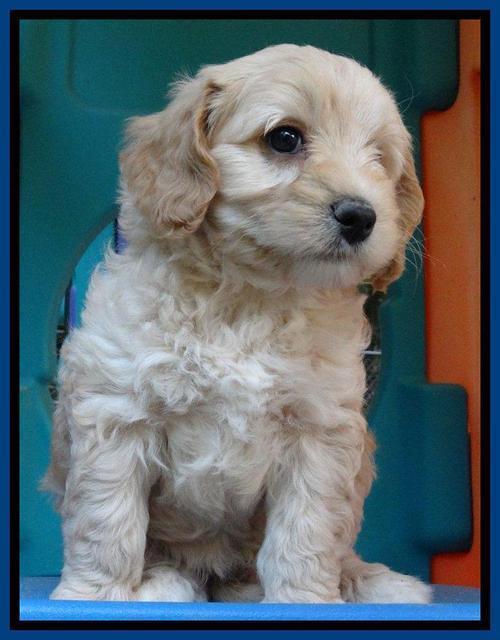 Sandy Blaze pups 6 wks old 31