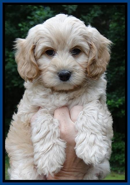 Sandy Blaze pups 7 wks old 31