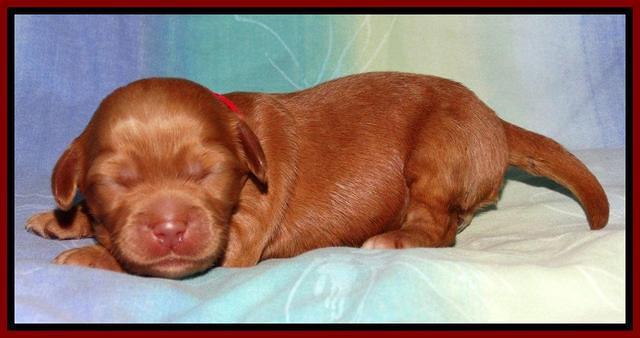 Sandi Blaze pups 1 wk old 51