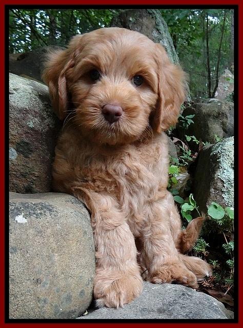 Sandi Blaze pups 8 wks old 51