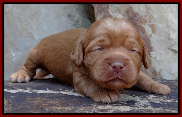 Sandy Blaze pups 2 wks old 61