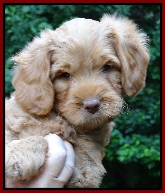 Sandy Blaze pups 7 wks old 51