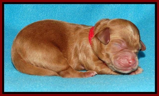 Sandy Blaze pups newborn 1 day old 31