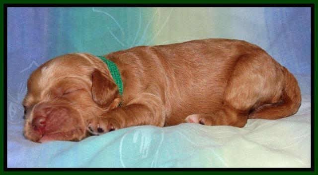 Sandi Blaze pups 1 wk old 71