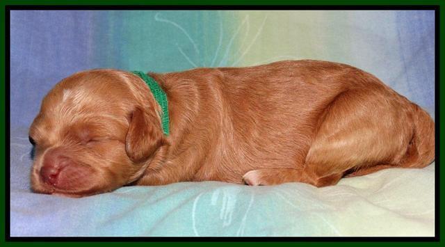 Sandi Blaze pups 1 wk old 81