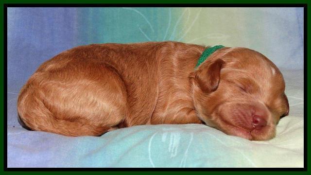 Sandi Blaze pups 1 wk old 91