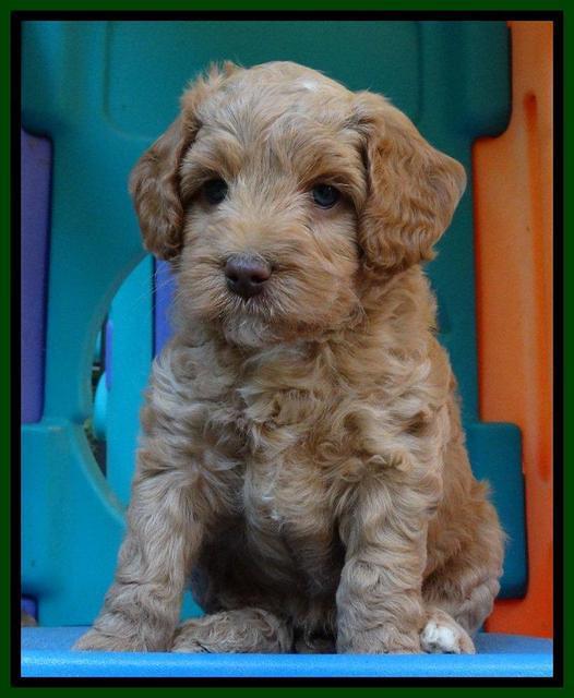 Sandy Blaze pups 6 wks old 81