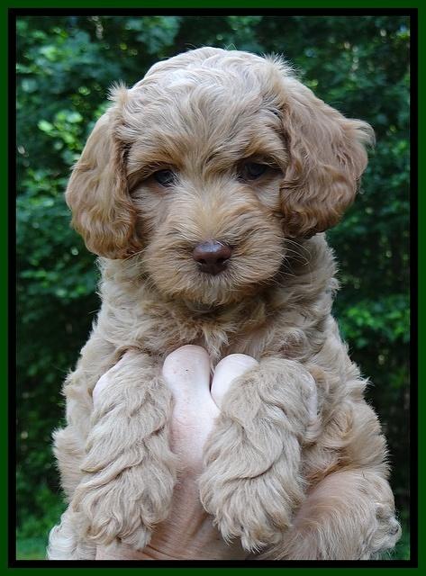 Sandy Blaze pups 7 wks old 71