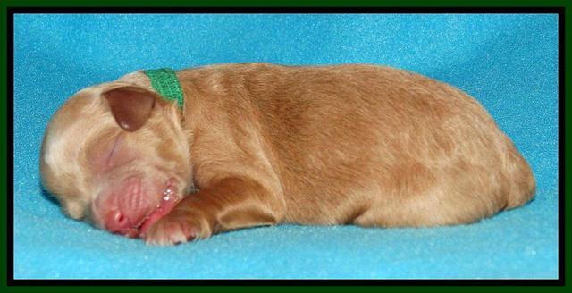 Sandy Blaze pups newborn 1 day old 61