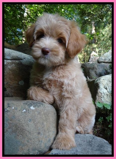 SAndi Blaze pups 8 wks old 122_2