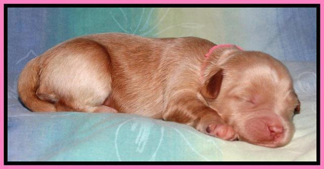 Sandi Blaze pups 1 wk old 101