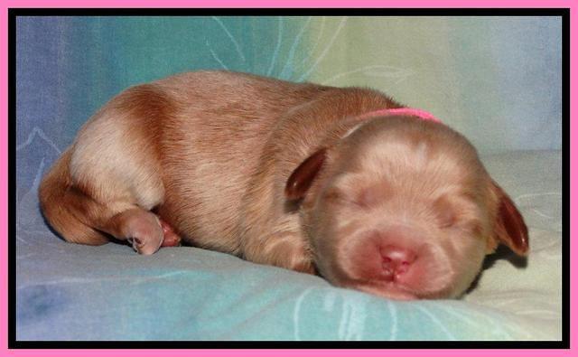 Sandi Blaze pups 1 wk old 111