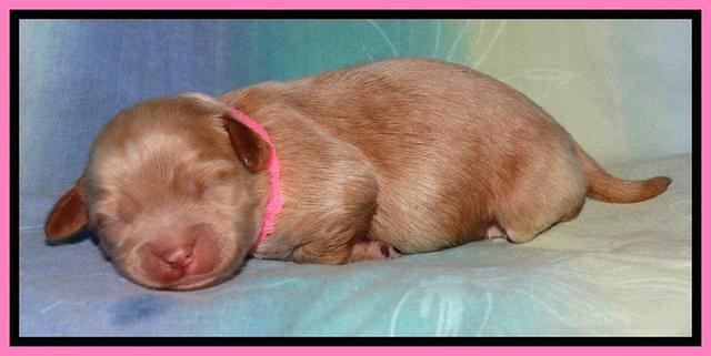 Sandi Blaze pups 1 wk old 121