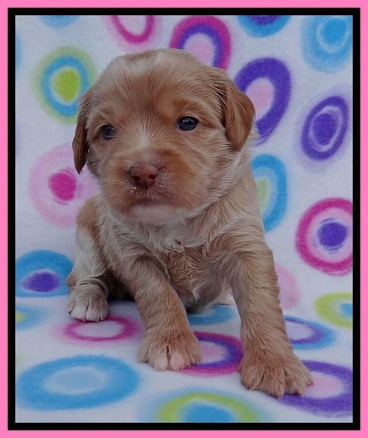 Sandy Blaze pups 3 wks old 111