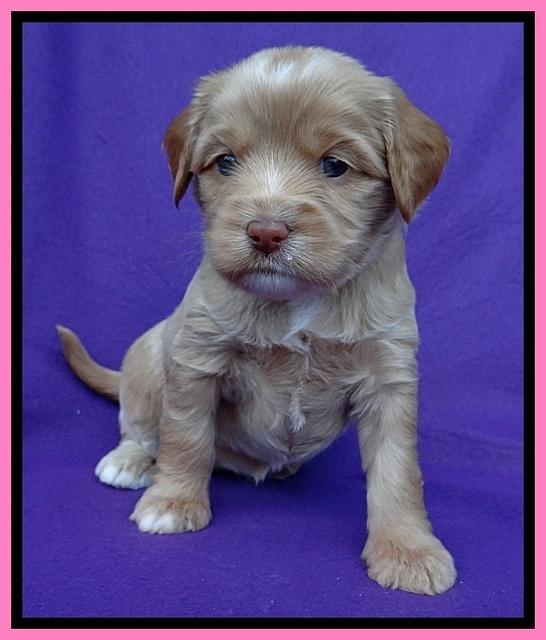 Sandy Blaze pups 4 wks old 141