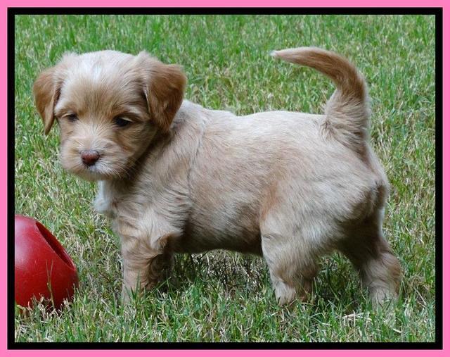 Sandy Blaze pups 5 weeks old 161