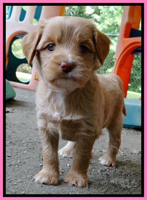 Sandy Blaze pups 5 weeks old 181