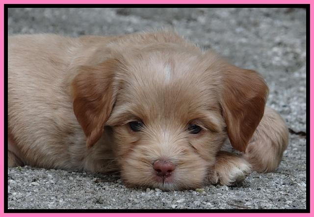 Sandy Blaze pups 5 wks old 171