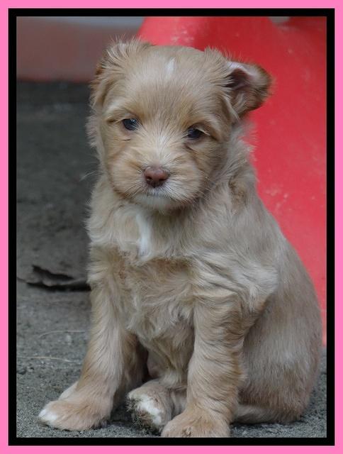 Sandy Blaze pups 5 wks old 181