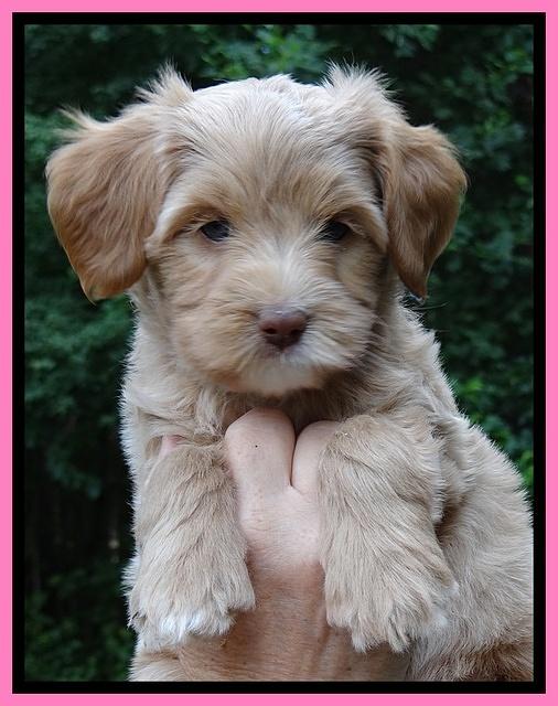 Sandy Blaze pups 7 wks old 111