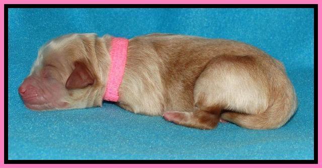 Sandy Blaze pups newborn 1 day old 71