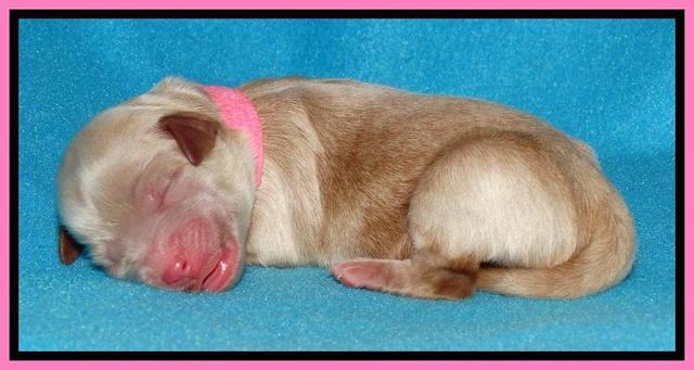 Sandy Blaze pups newborn 1 day old 81