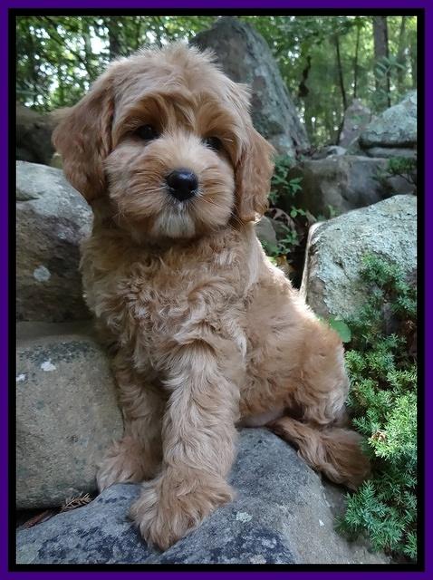 Sandi Blaze pups 8 wks old 72