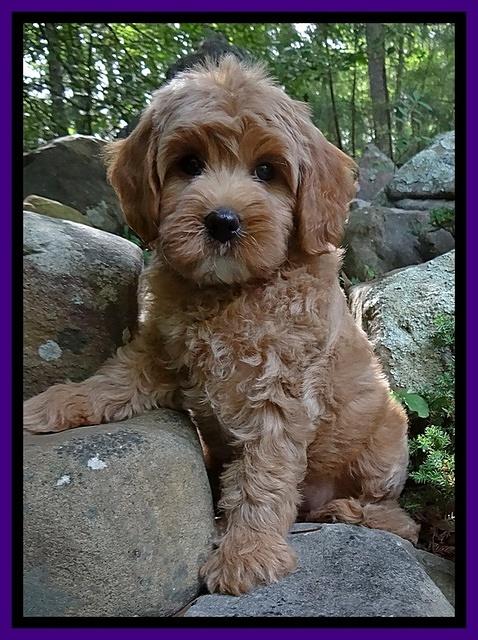 Sandi Blaze pups 8 wks old 82