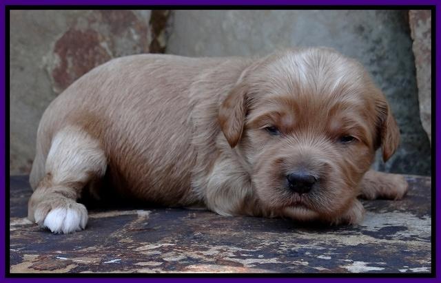 Sandy Blaze pups 2 wks old 171