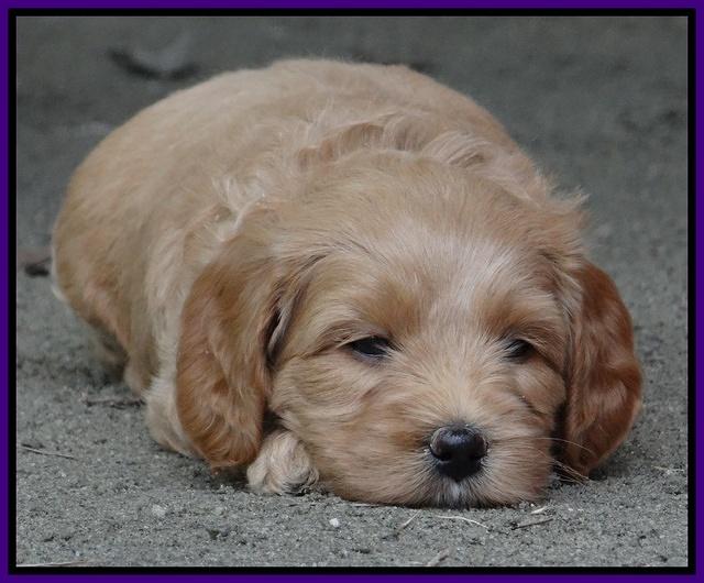 Sandy Blaze pups 5 wks old 221