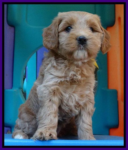 Sandy Blaze pups 6 wks old 141