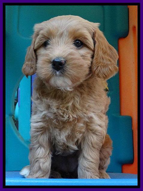 Sandy Blaze pups 6 wks old 151