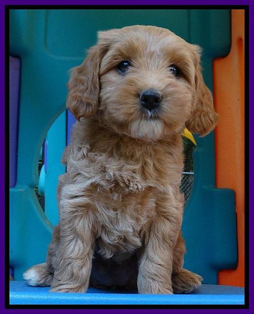 Sandy Blaze pups 6 wks old 161