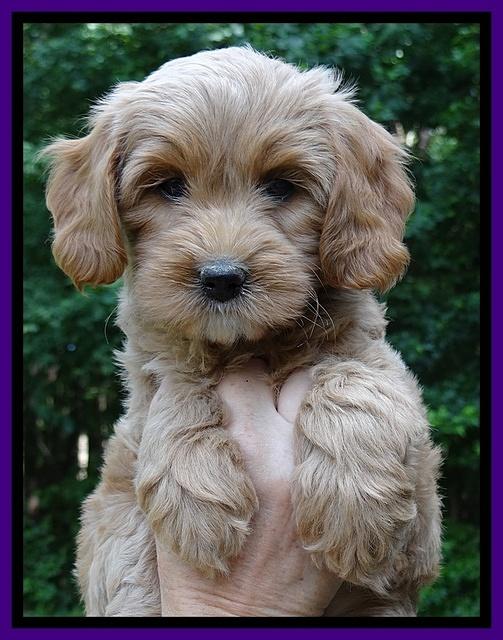 Sandy Blaze pups 7 wks old 131