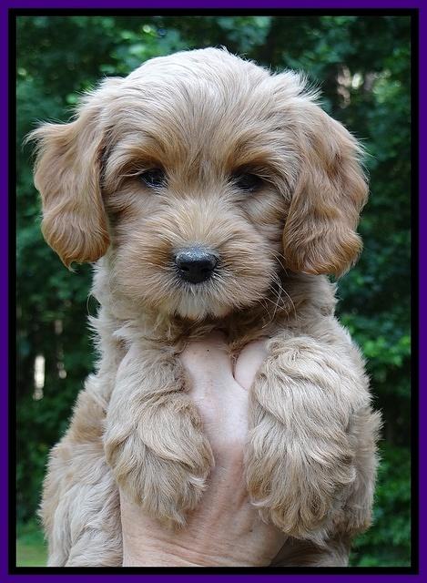 Sandy Blaze pups 7 wks old 141