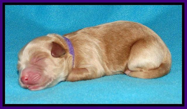 Sandy Blaze pups newborn 1 day old 91