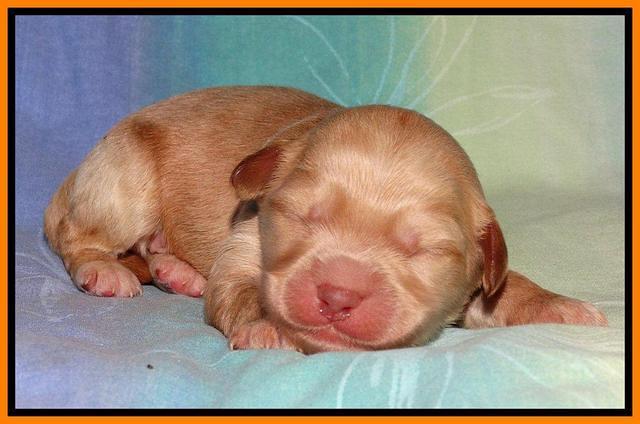 Sandi Blaze pups 1 wk old 201