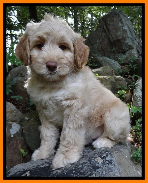 Sandi Blaze pups 8 wks old 102