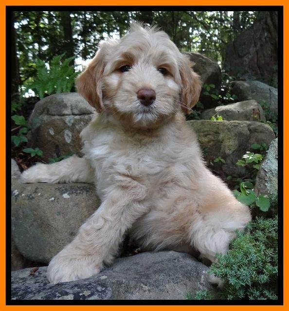 Sandi Blaze pups 8 wks old 122