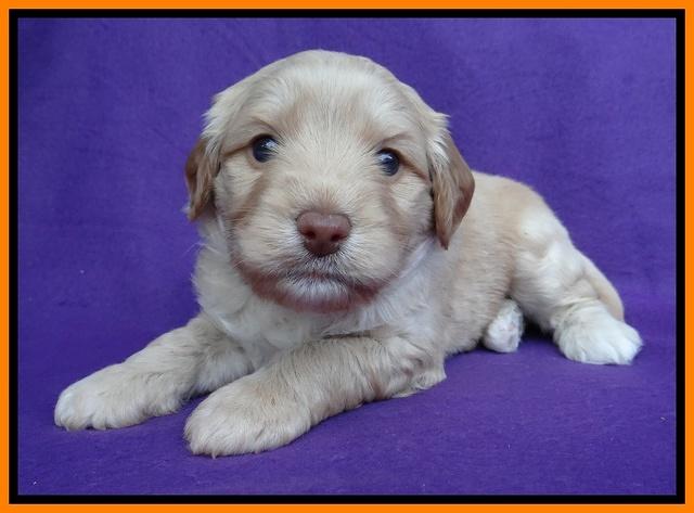 Sandy Blaze pups 4 wks old 231