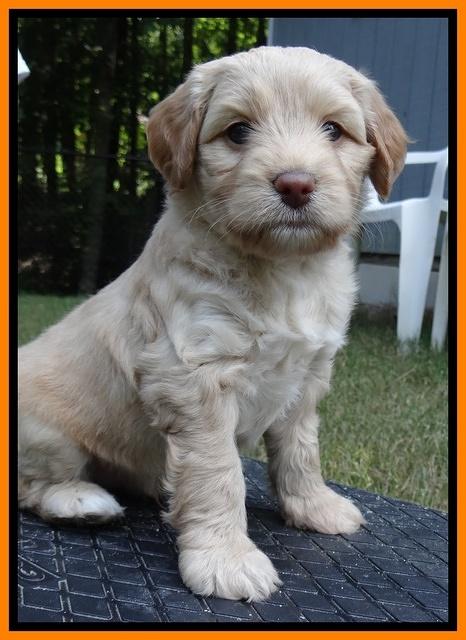 Sandy Blaze pups 5 wks old 271