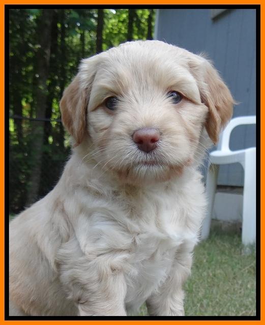 Sandy Blaze pups 5 wks old 281