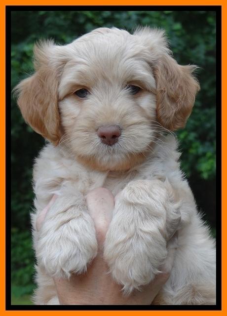 Sandy Blaze pups 7 wks old 191