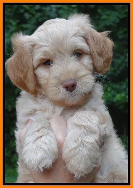 Sandy Blaze pups 7 wks old 201