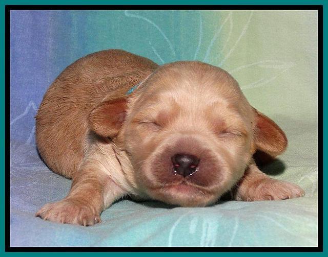 Sandi Blaze pups 1 wk old 161