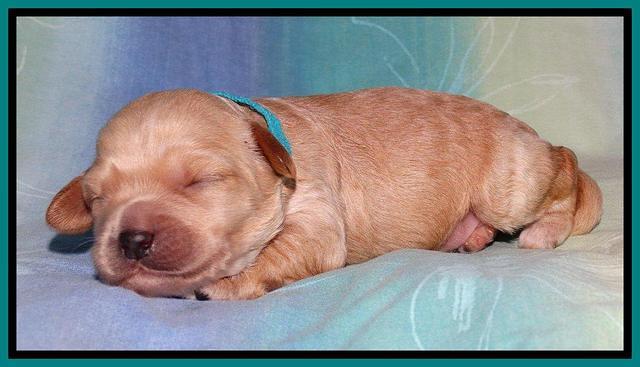 Sandi Blaze pups 1 wk old 181