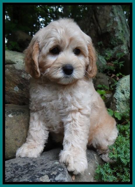 Sandi Blaze pups 8 wks old 21