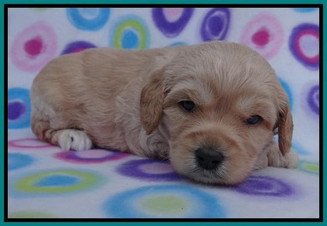 Sandy Blaze pups 3 wks old 161