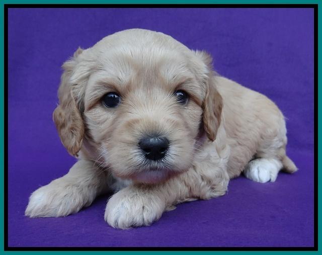 Sandy Blaze pups 4 wks old 191